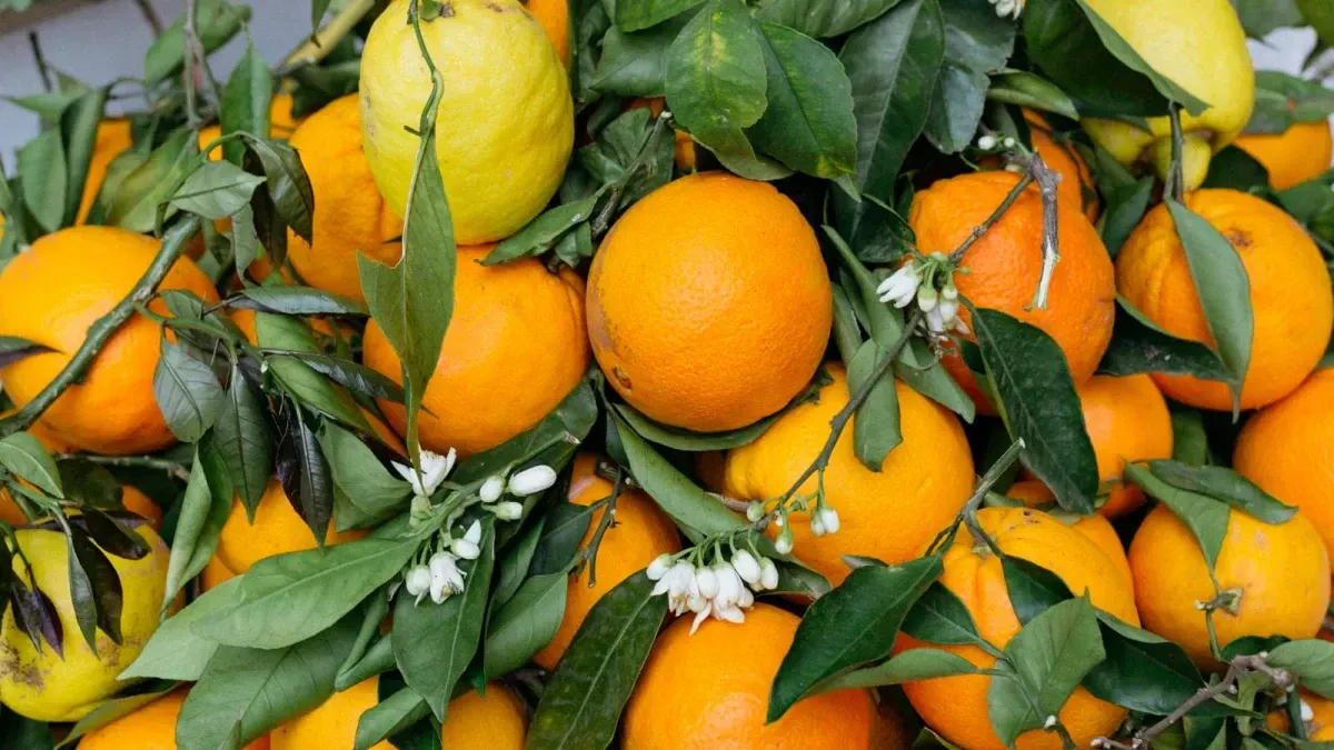 The Surprising Origins Of The Word Orange