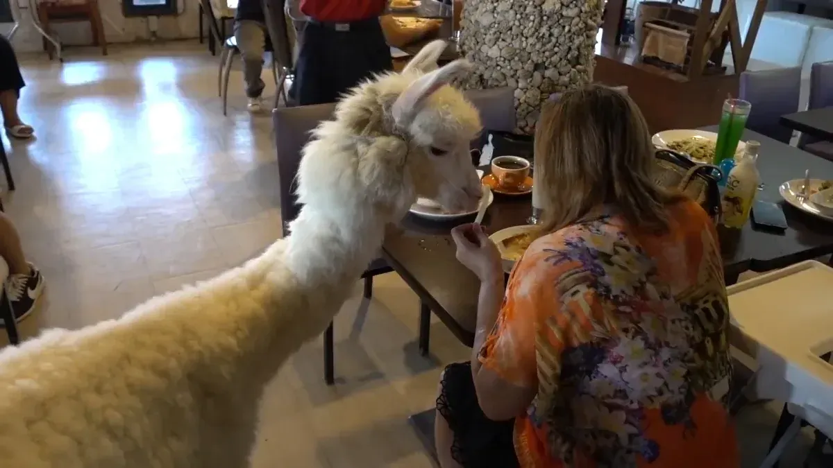 Have A Cup Of Tea With An Alpaca At Taiwans Cutest Caf