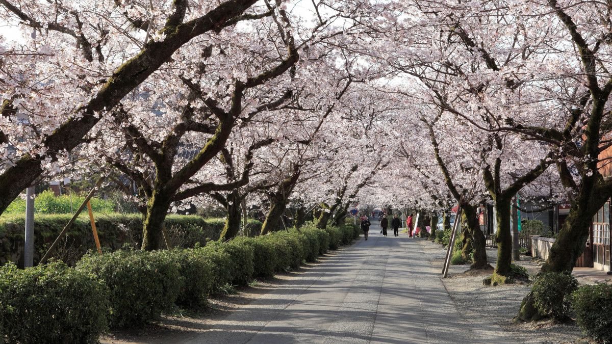 Blossoms and Baseball presented by SoftBank Group