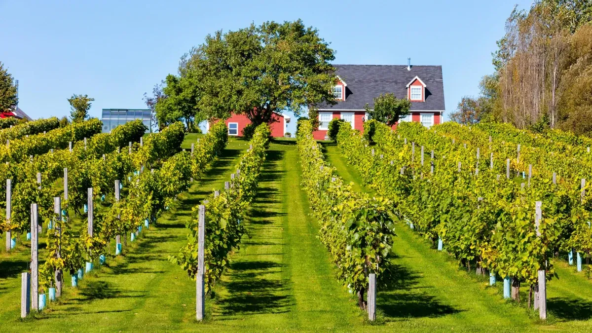 The Best Wineries And Distilleries On Prince Edward Island