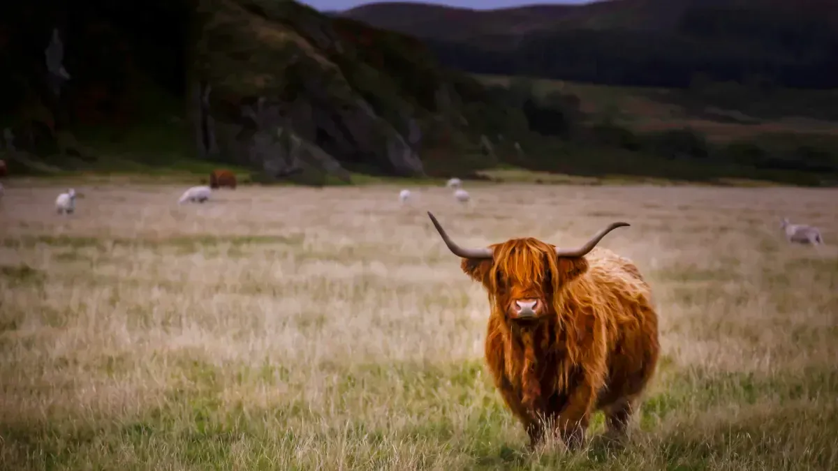 Highland Cows (and 8 fun facts you need to know about these legen-dairy  beasts!) - Highland Titles