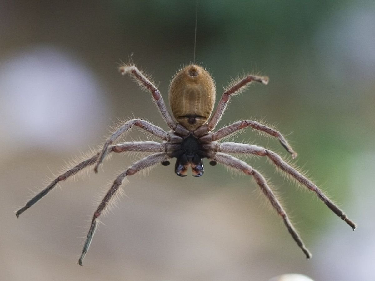 Australian Spiders: What Travelers Need to Know to Stay Safe