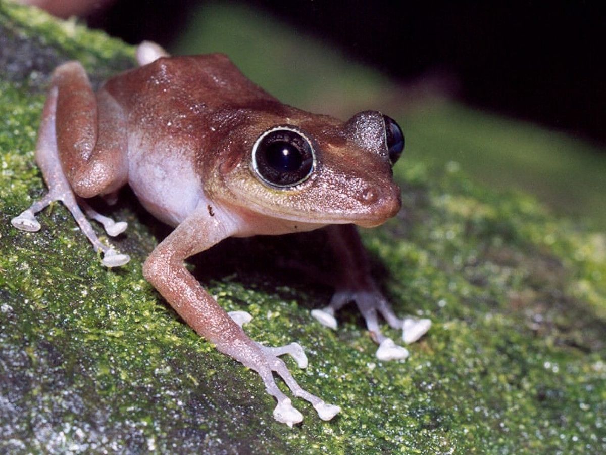 Coqui frog and other elements of Meriden Puerto Rican festival