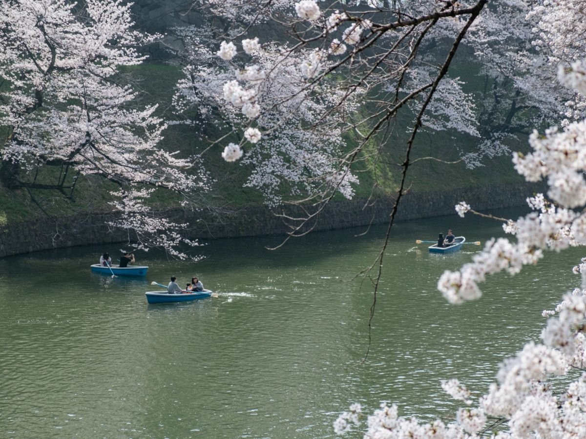 Three Choice Spots for Cherry Blossom Viewing Unique to Minato