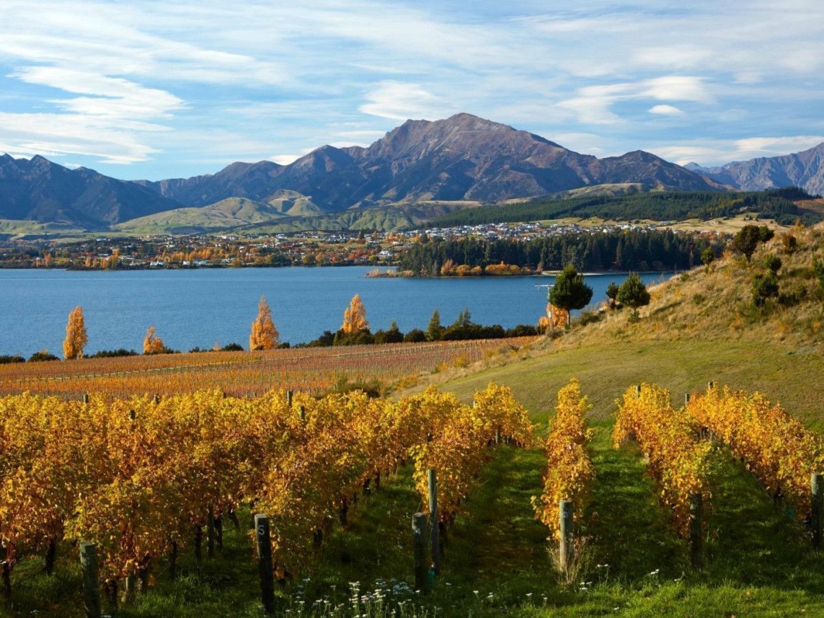 Cloudy Bay Winery ,Blenheim,South Island,New Zealand Stock Photo - Alamy