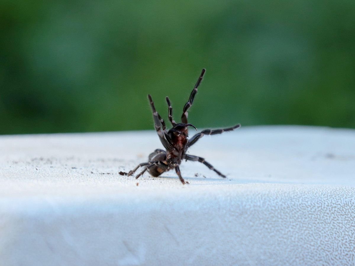 Funnel-Web Spiders: Families, Bites & Other Facts