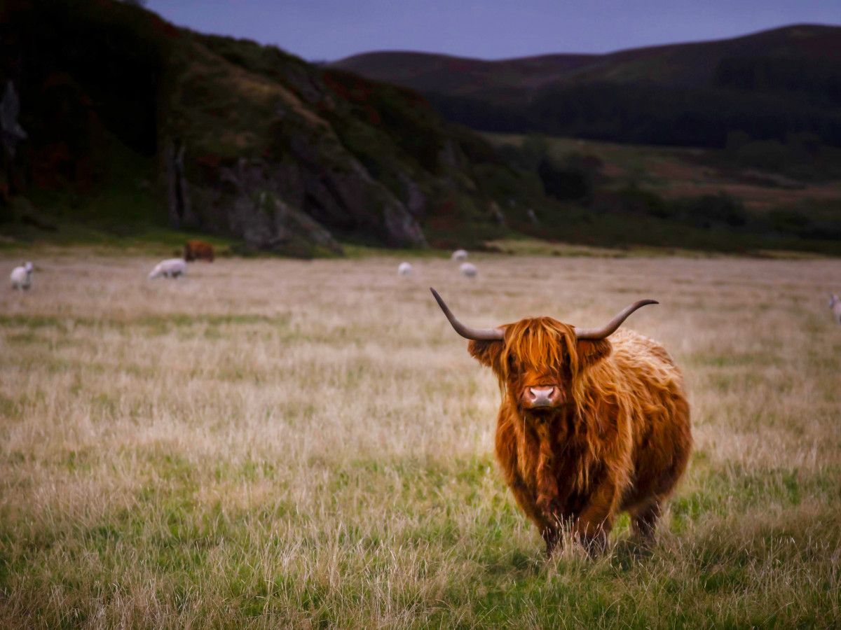 Scottish Highland Cows - Adorable Fluffy Long Haired Cow Facts!