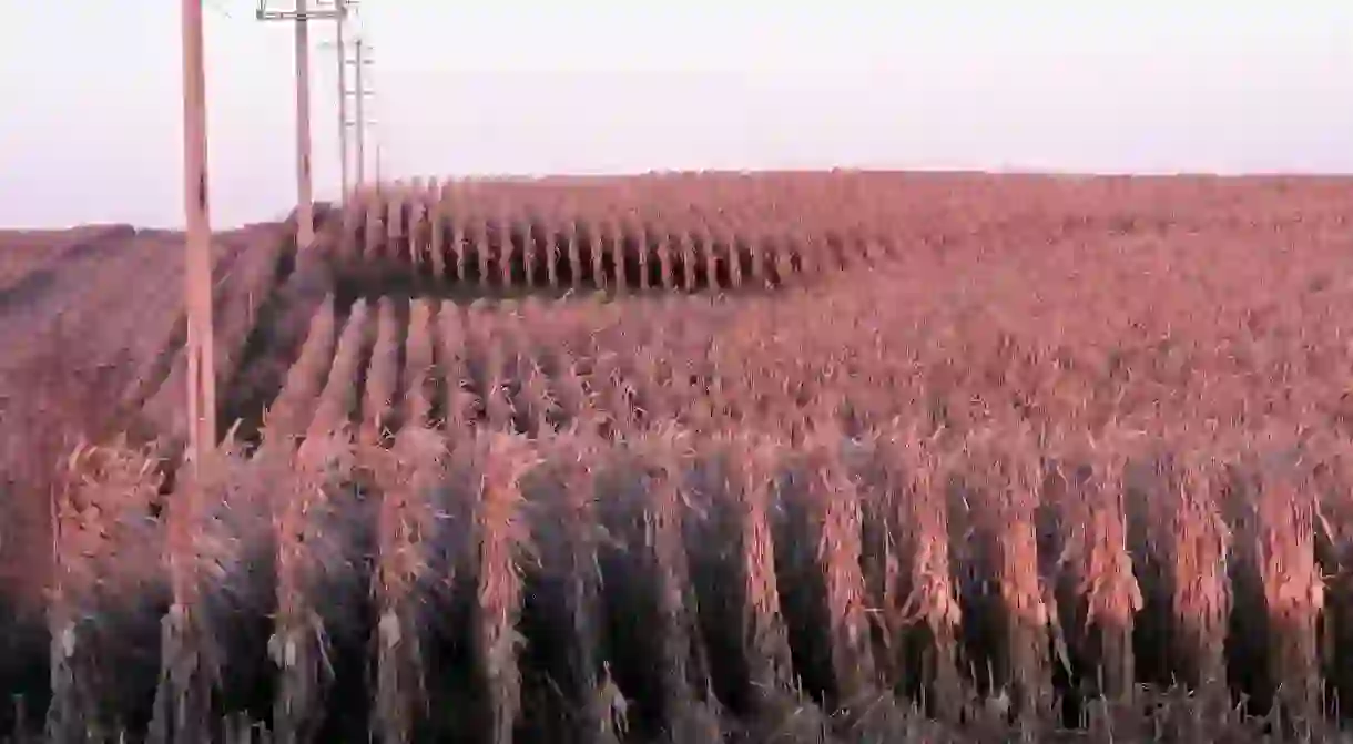 Corn Field, Cedar Rapids, Iowa