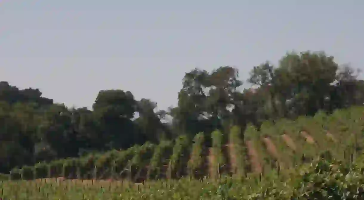 Vineyards in Sonoma