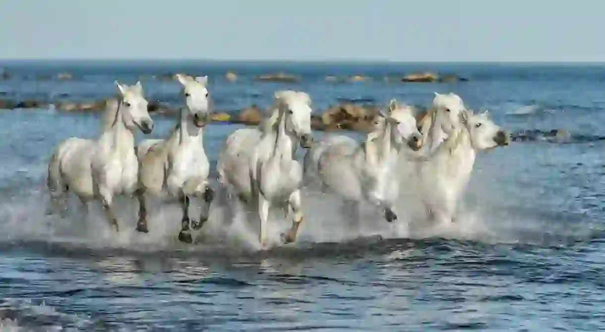 Two young white of Camargue horses roam free