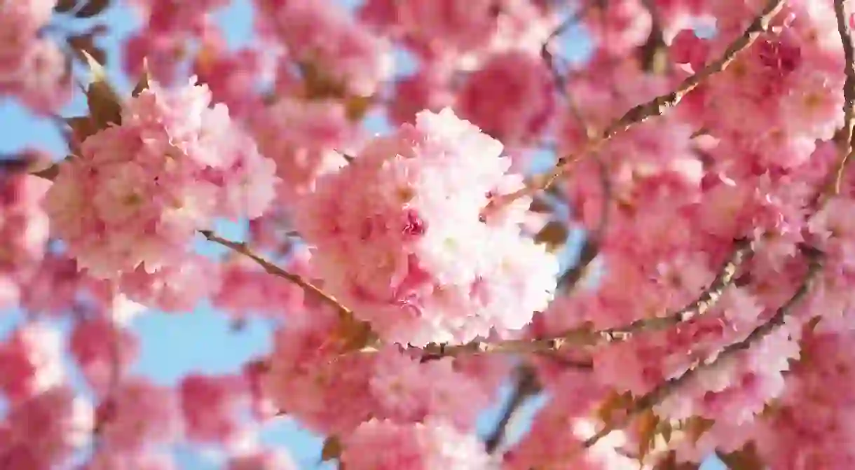 Cherry Blossoms