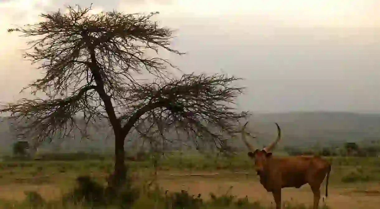 Cattle in Rwanda