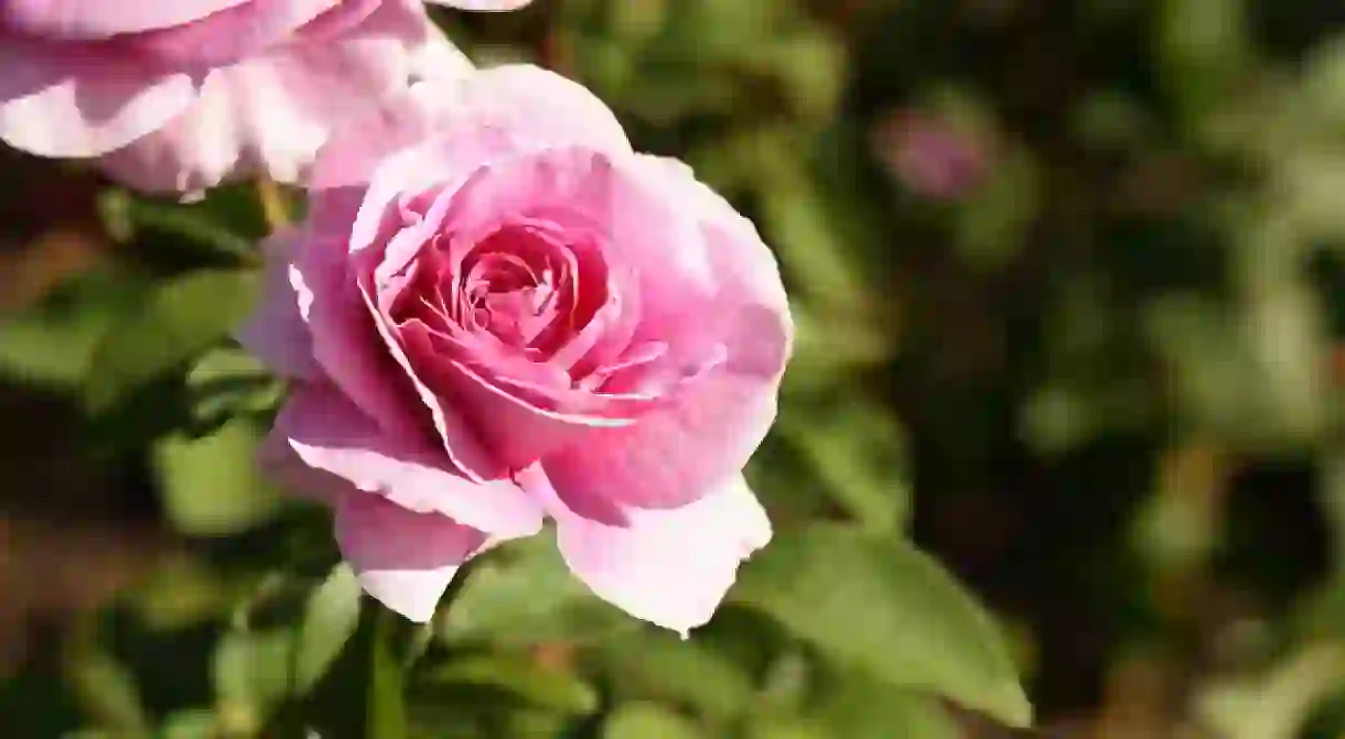 Roses in Parnell Rose Garden I