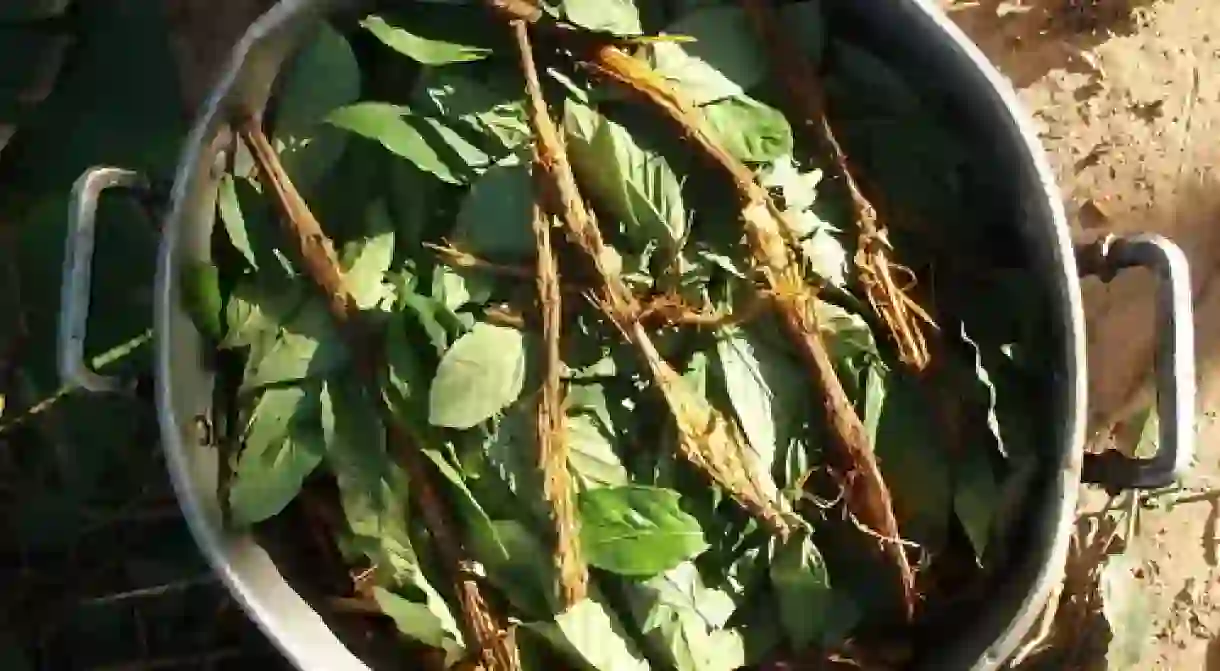 Ayahuasca Ingredients