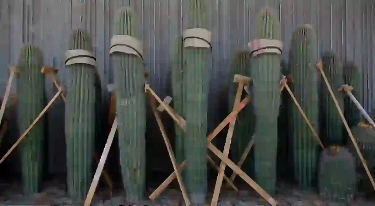 Cacti Installation at Scottsdale Museum of the West