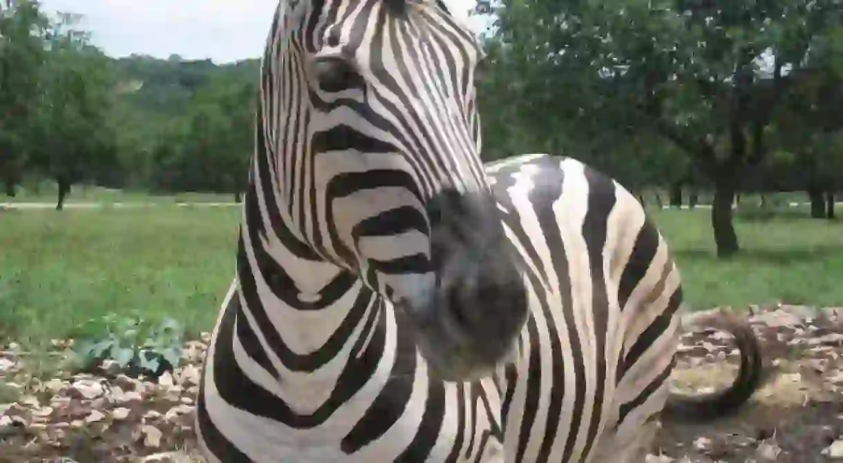 A zebra