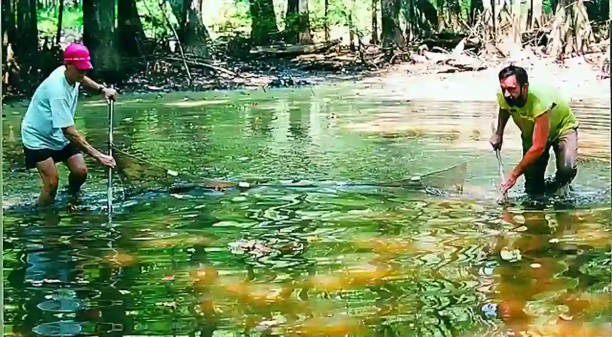 Swamp Lab on the Wolf River