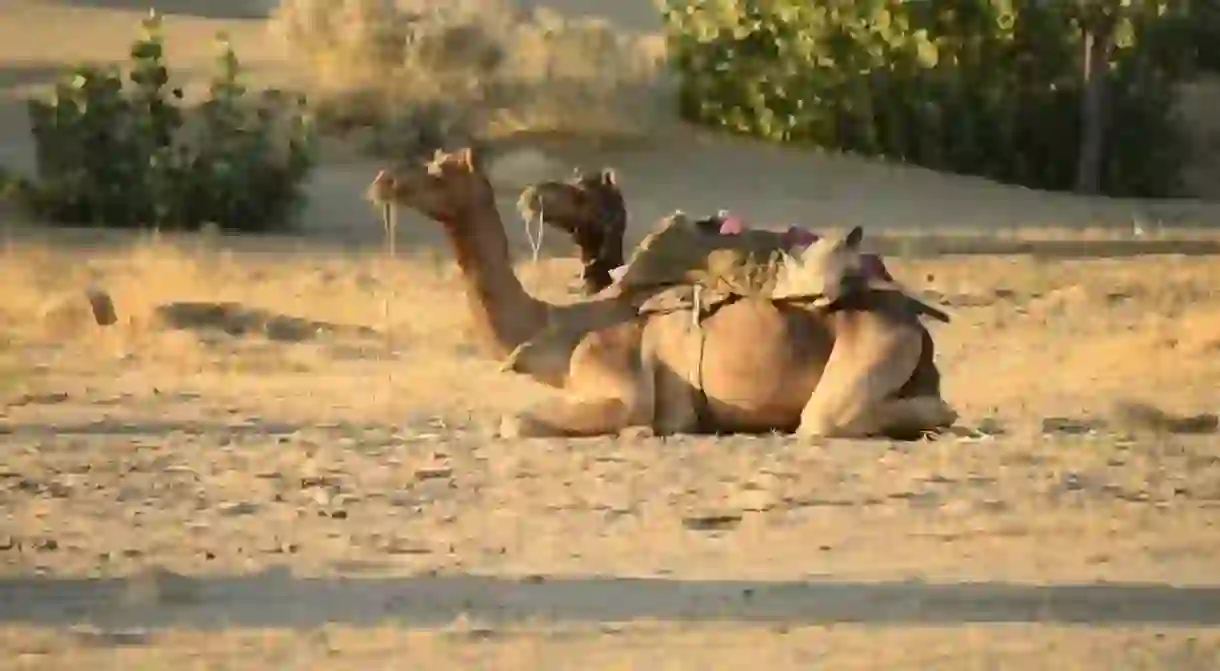 Camel rides in the desert