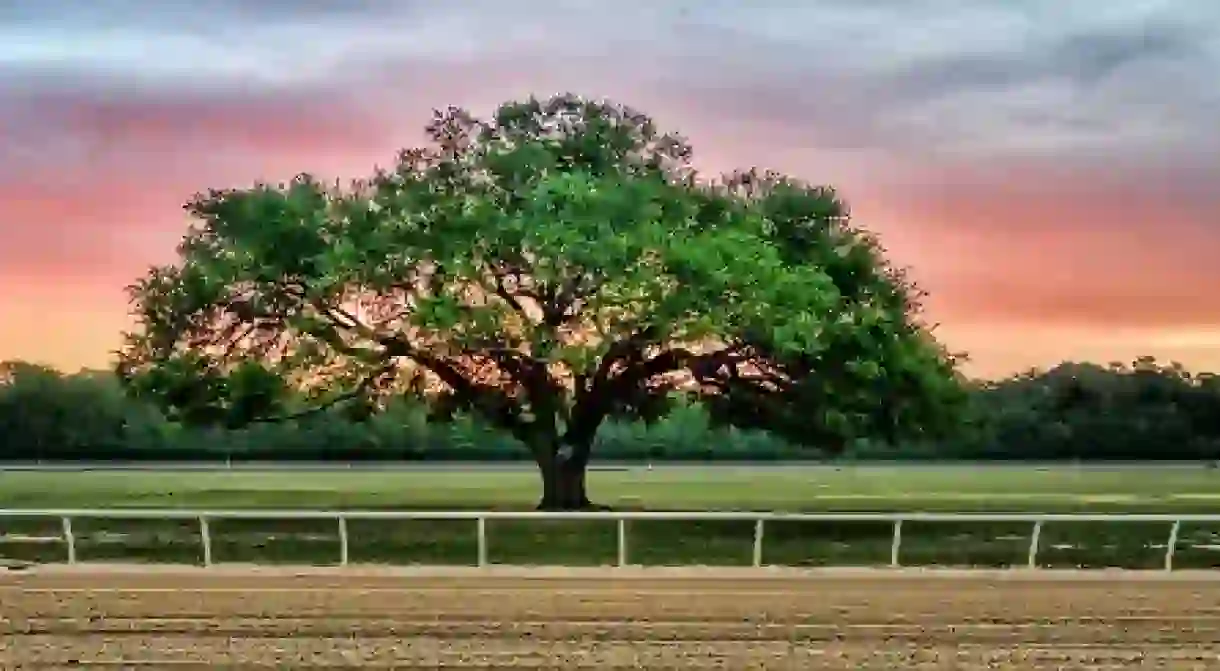 Blue Peters Tree At Aiken Steeplechase Training Track