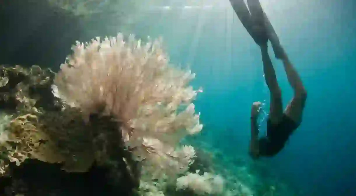 A free diver explores a coral reef slope adorned by a beautiful gorgonian in Raja Ampat, Indonesia