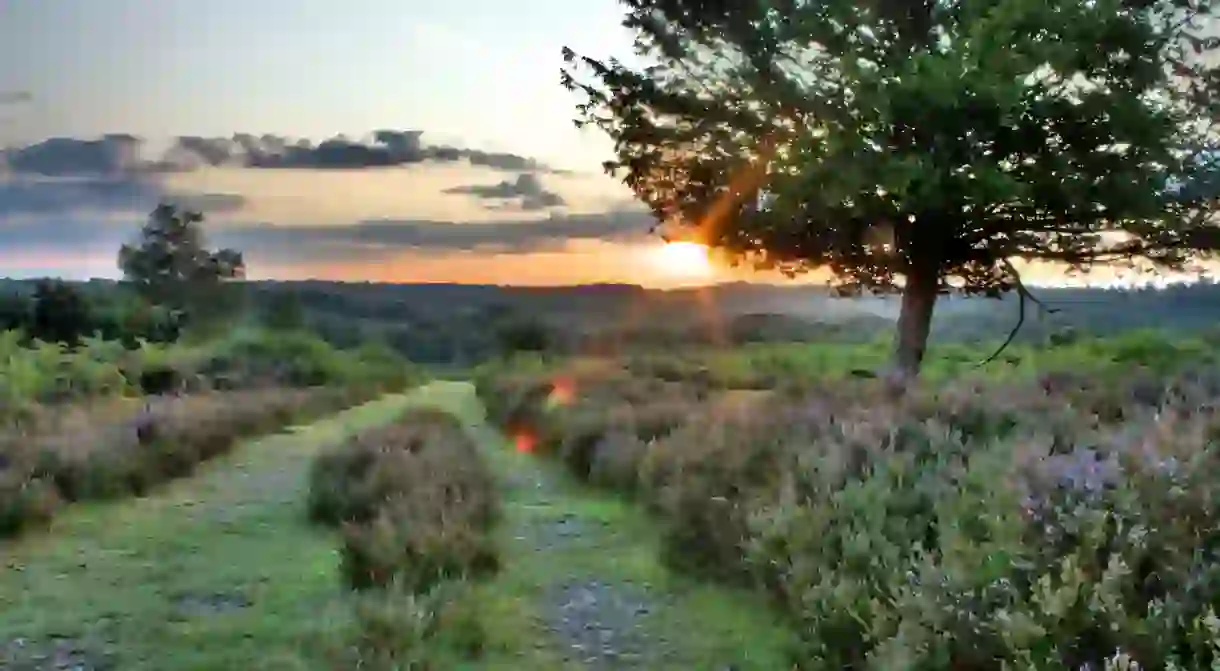 Sunrise in the New Forest