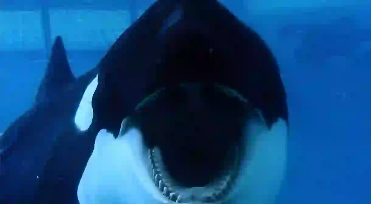 Blackfish