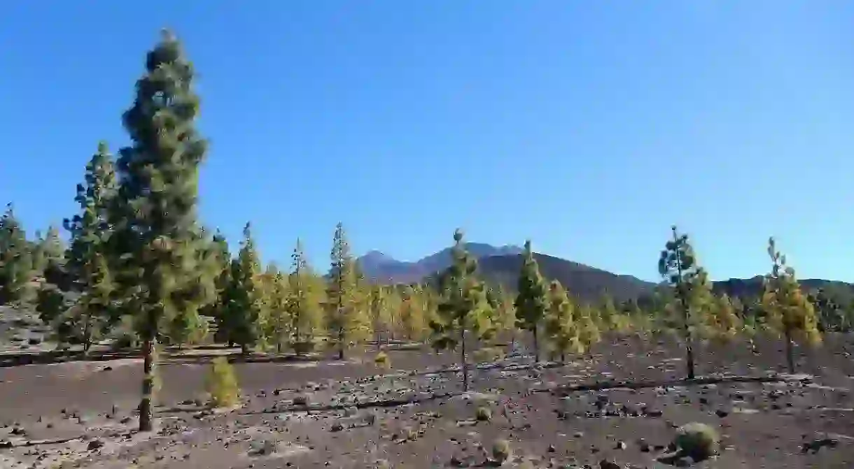 Surreal scenes in Teide National Park