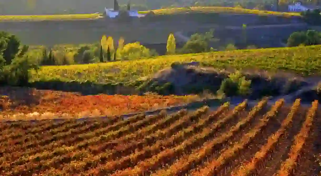 Vinyes de Santa Maria de Foix, el Penedes, Barcelona