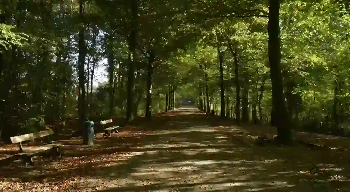 The main road of the Laerbeek woods, in the Koning Leopold Park