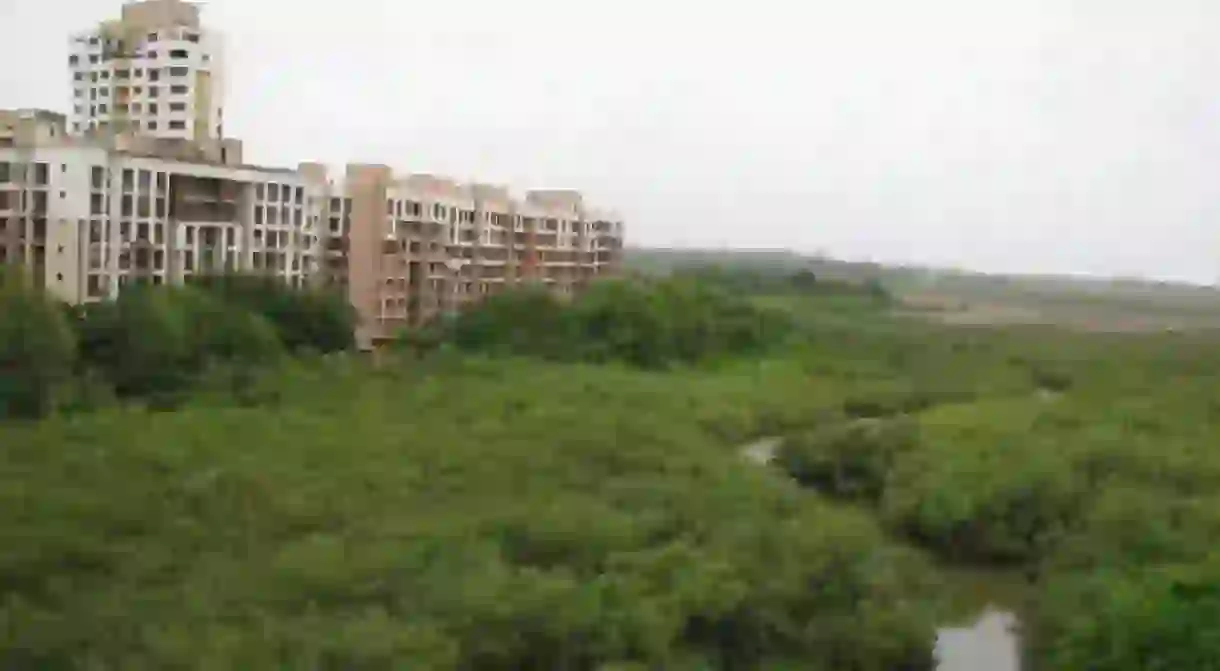 An image of the vast stretch of mangroves at Charkop