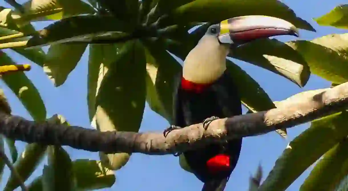 Iwokrama Rainforest, Guyana