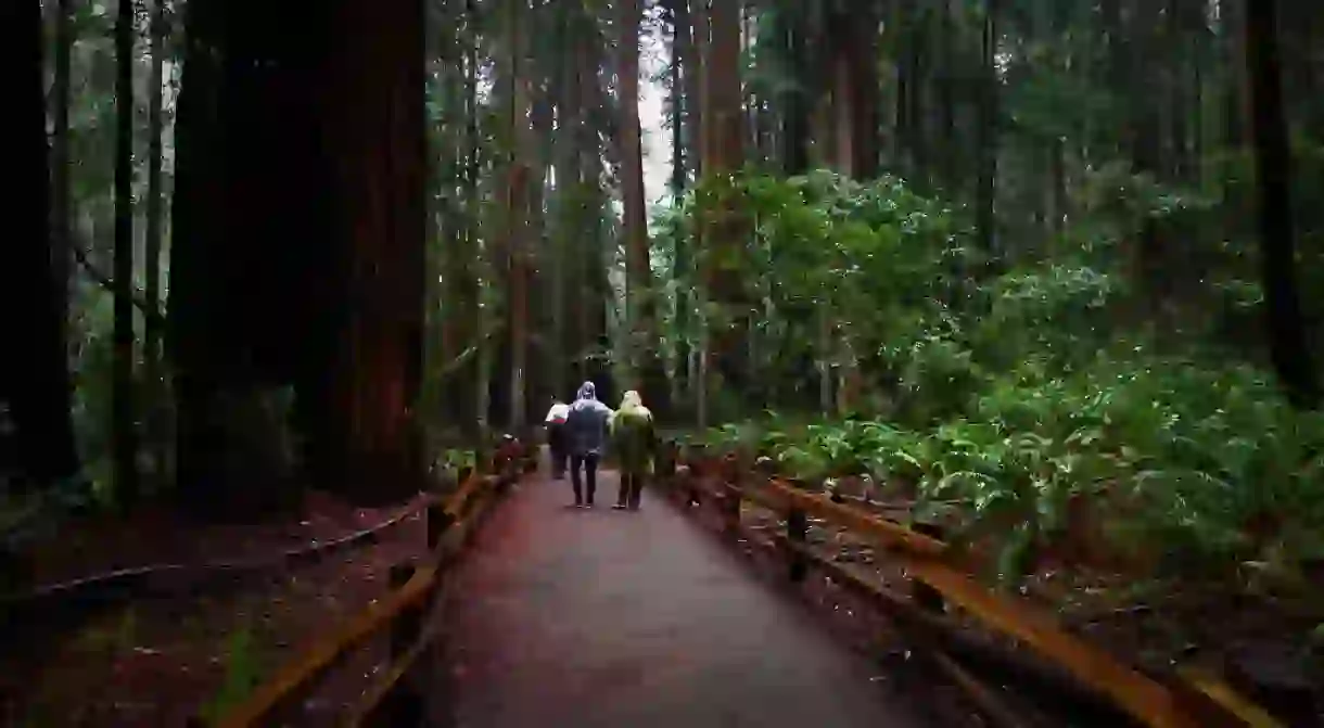 Muir Woods