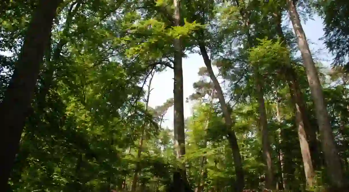 Forêt de hêtres (Soignes forest - Brussels)