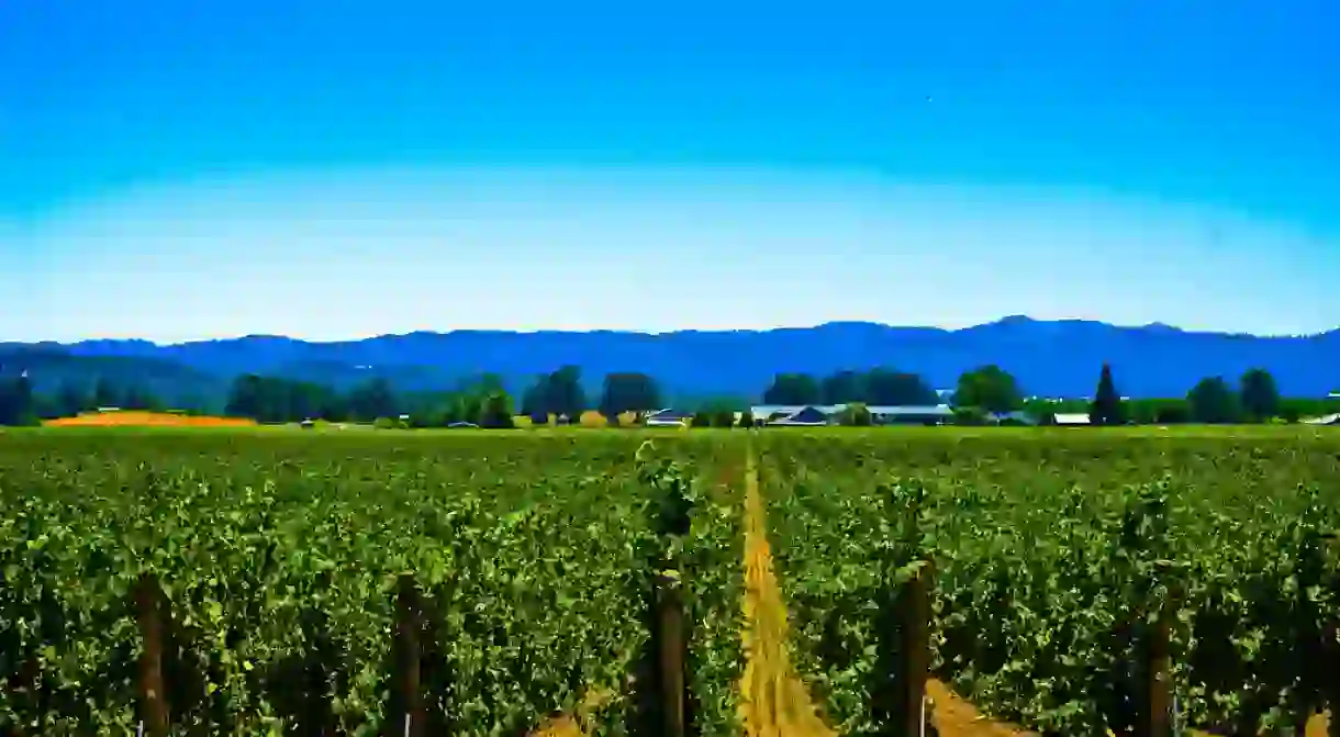 Vineyard, Sonoma