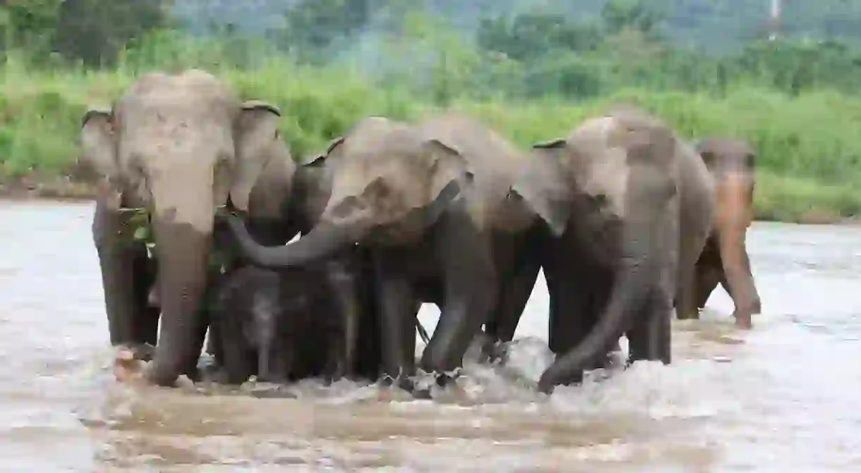 Watch elephants make a splash at Elephant Nature Park in Thailand