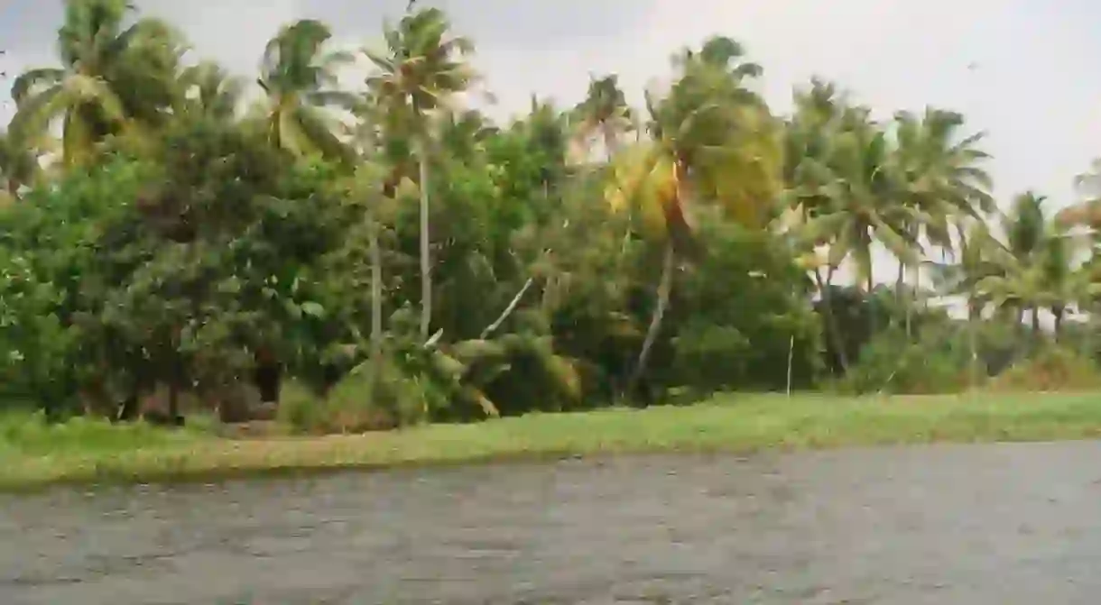 The palms surrounding the backwaters