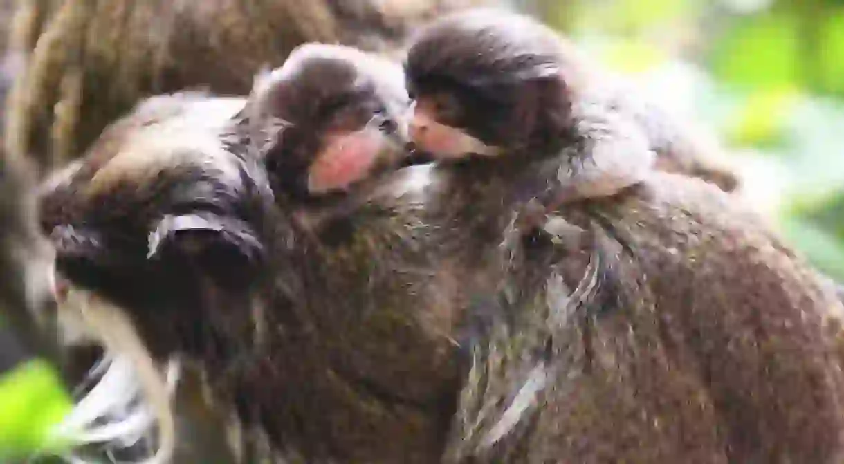 Emperor tamarins