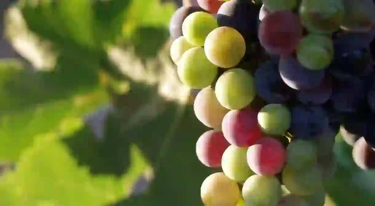 Grapes During Pigmentation -