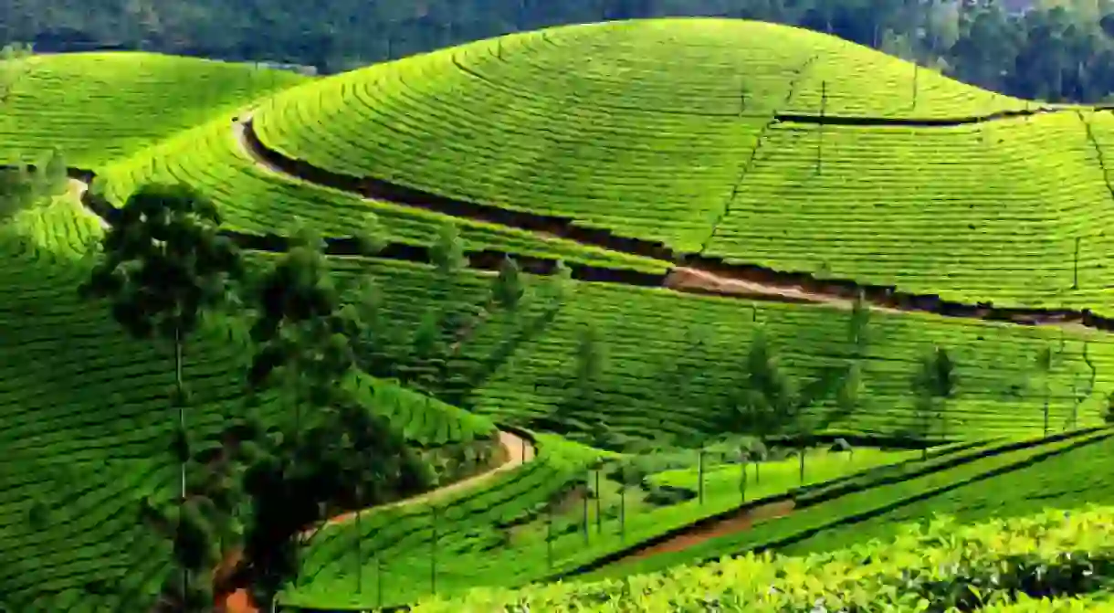 Lush green tea gardens of Darjeeling. Photo courtesy:http://goo.gl/oaDwCF