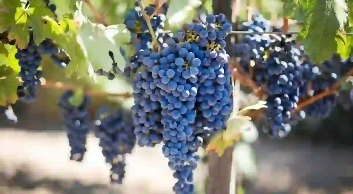 Purple Grapes