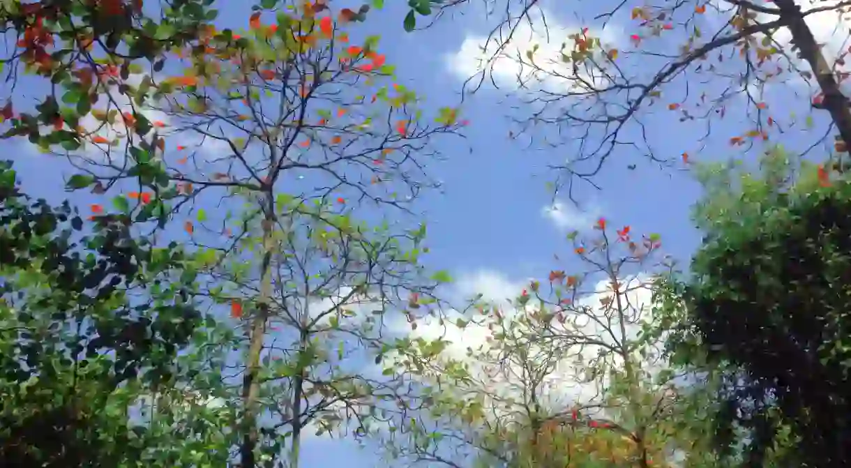 Colorful leaves in the forest trail