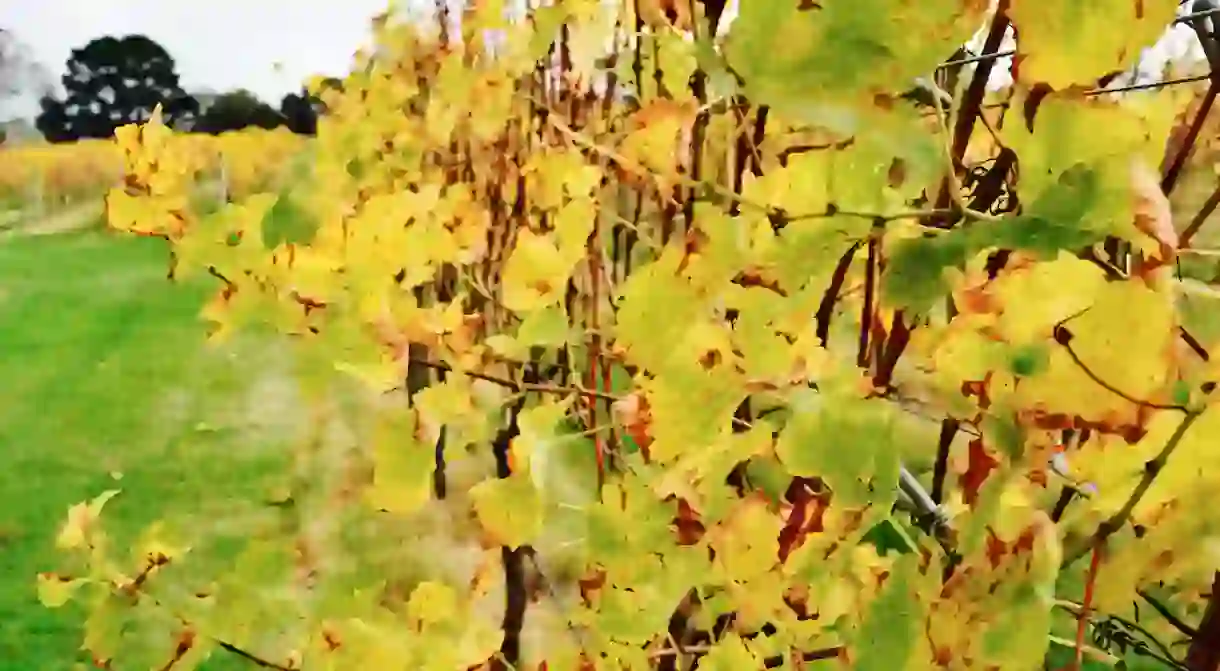 Up close with the vines during Autumn