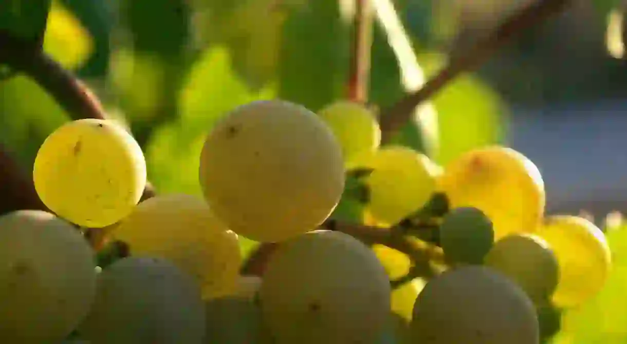 Xarel.lo grape used in Cava