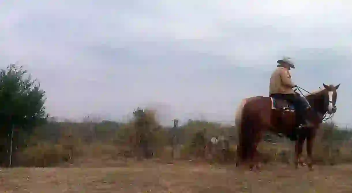 Cowboy at King Ranch