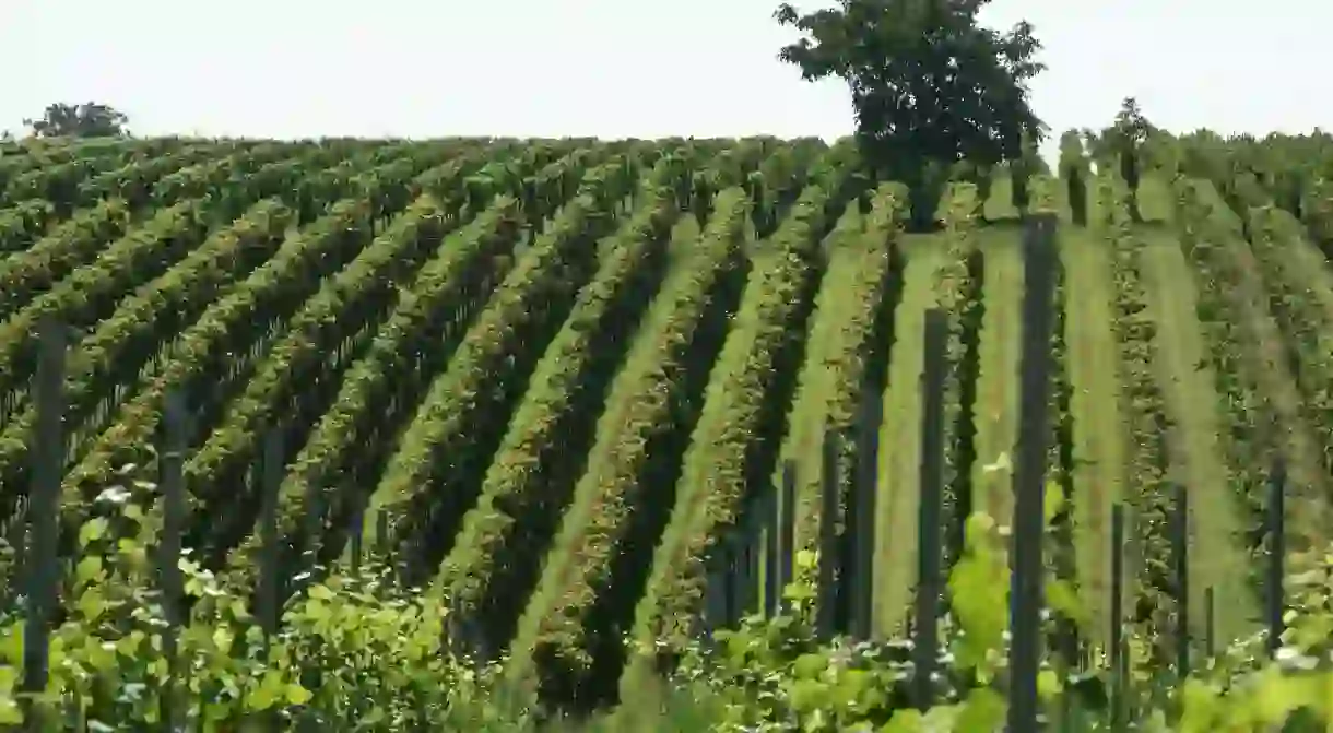 Vineyard