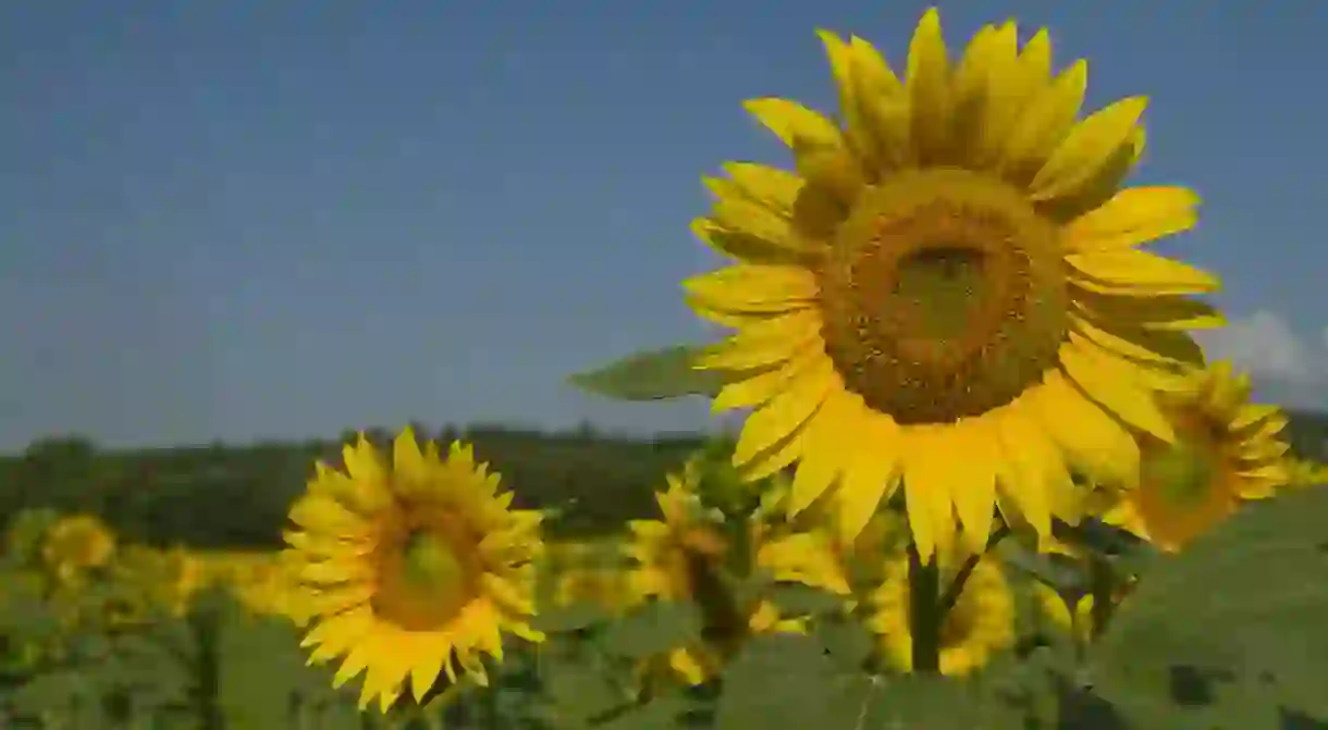 SunFlowers