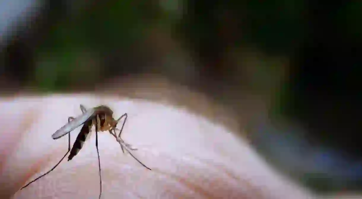 Avoiding bites is the only way to prevent Zika