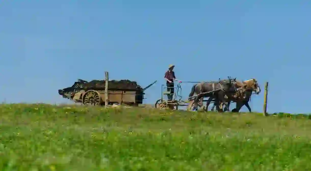 Amish Farming