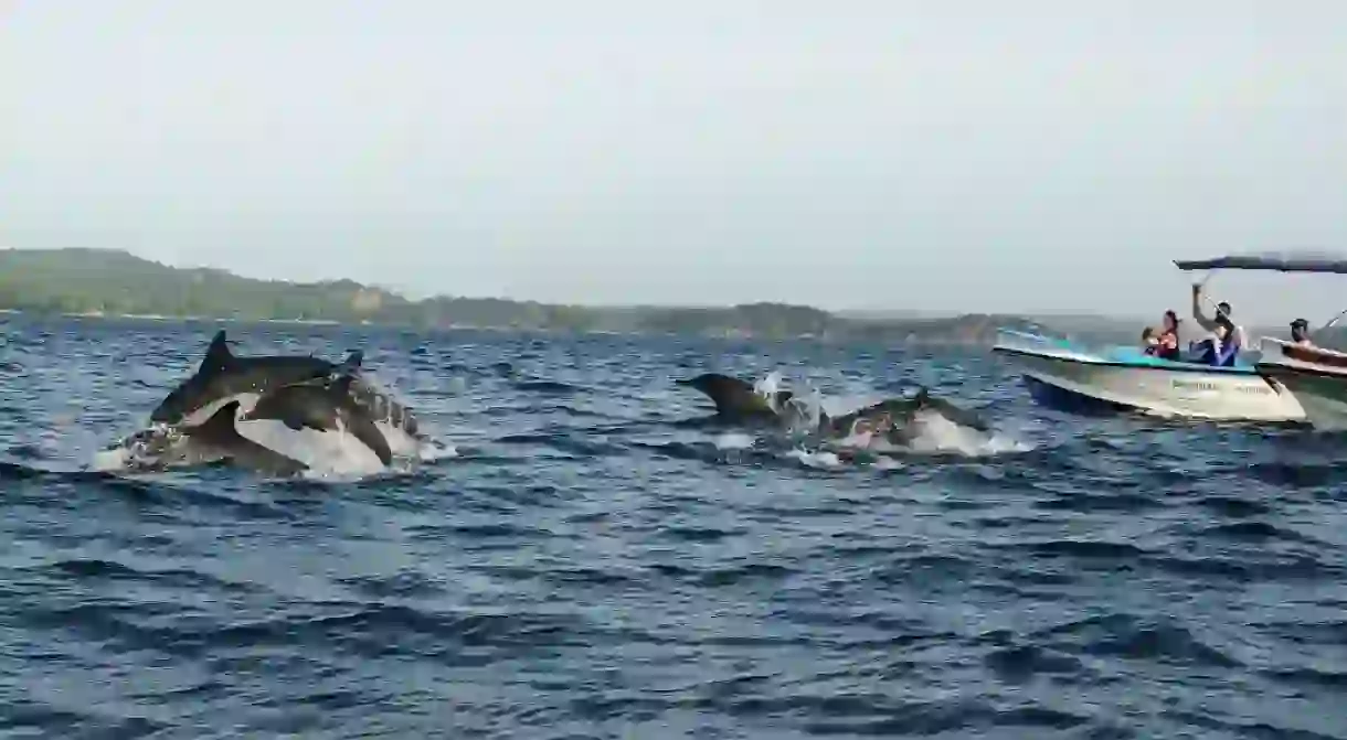 Dolphin watching in Trincomalee