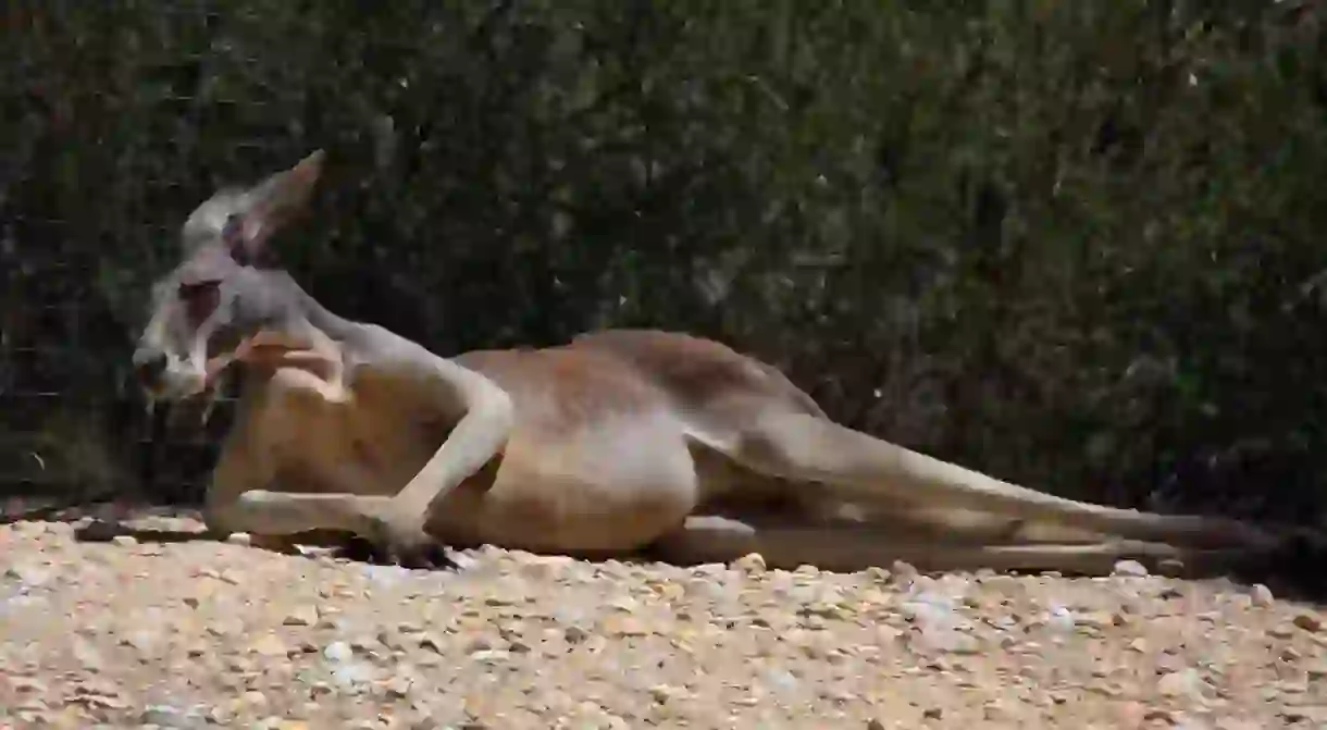 Kangaroo